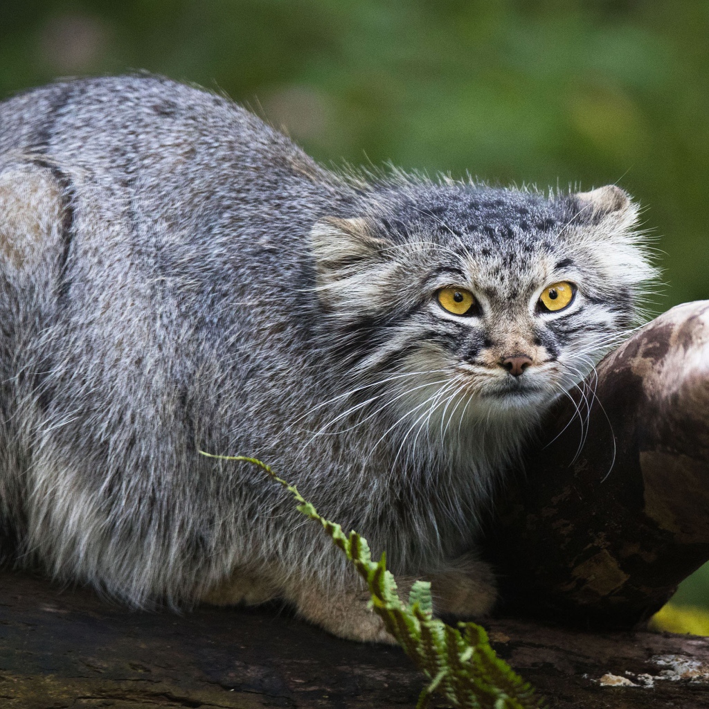Большой серый манул сидит на дереве