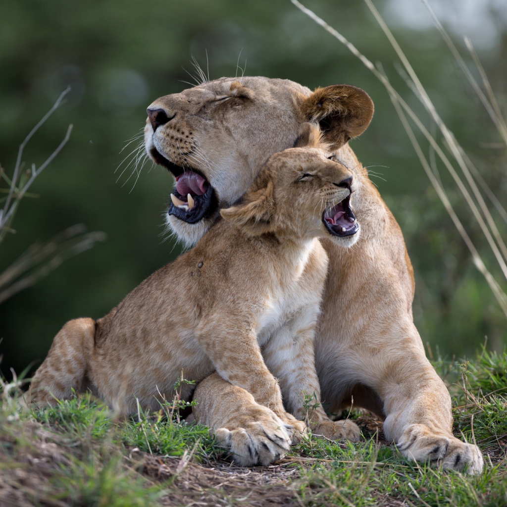 Большая львица играет со львенком на траве