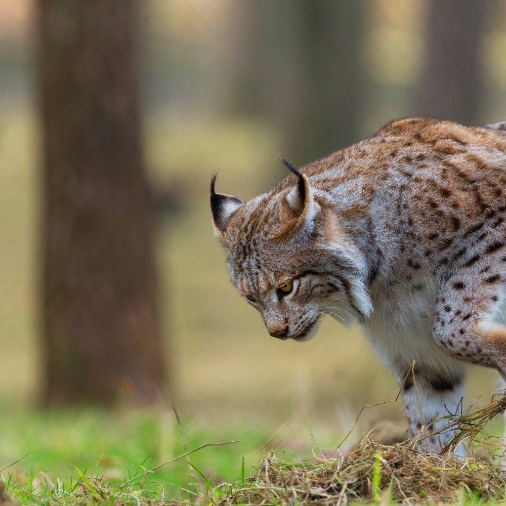 Большая рысь охотится в траве 