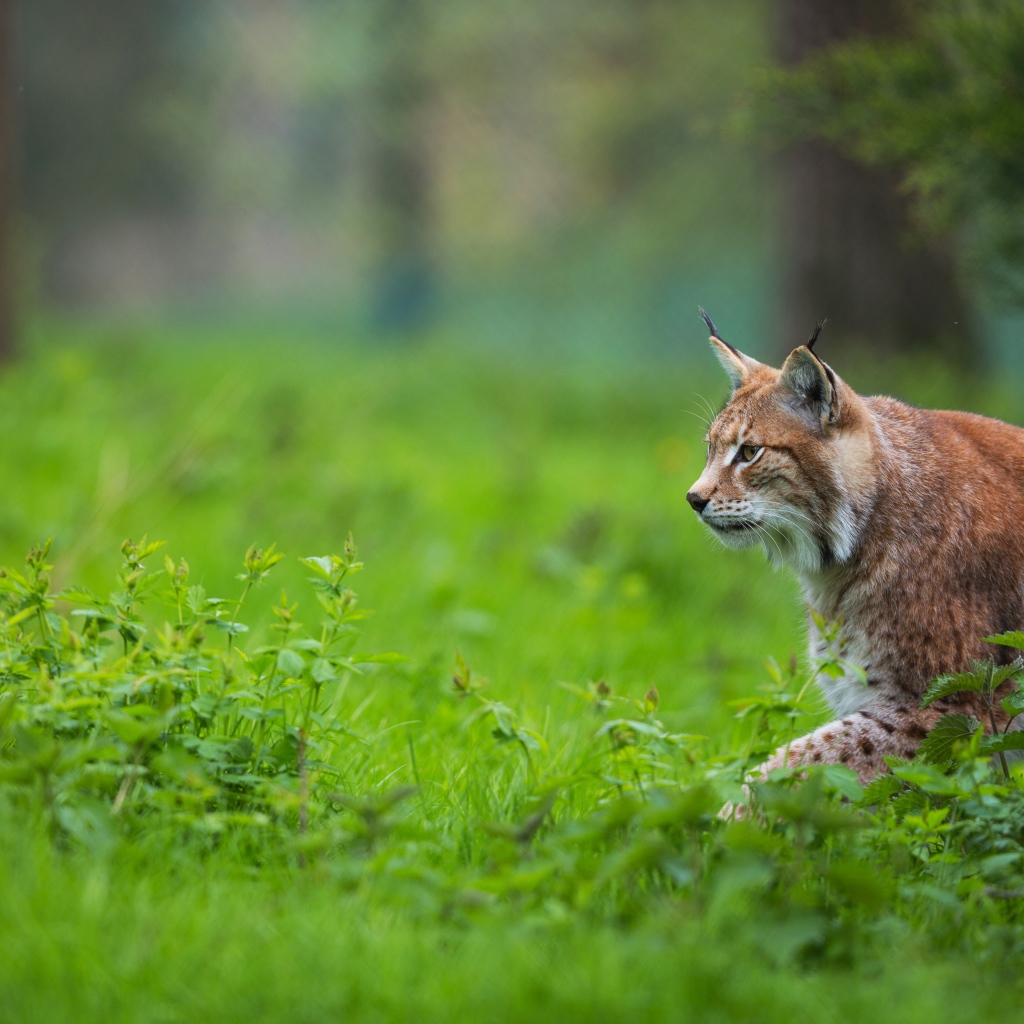 Большая рысь крадется по зеленой траве