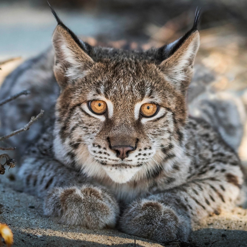 Большая рысь с желтыми глазами лежит на песке 