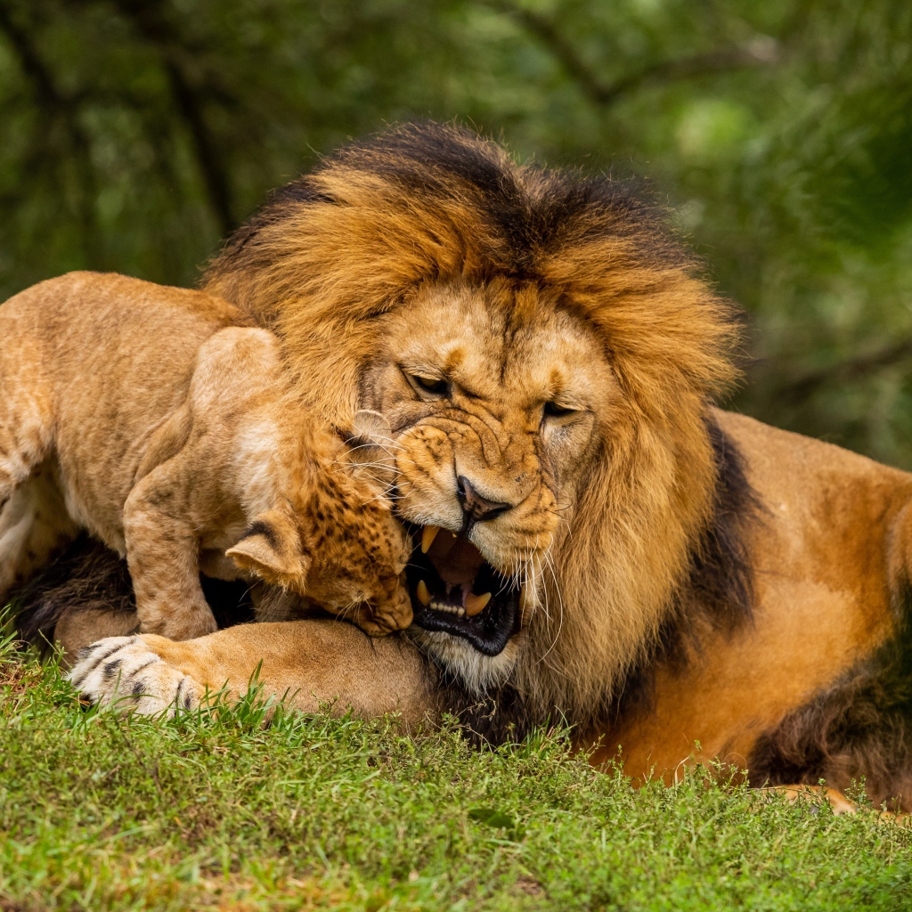 Большой грозный лев играет с львенком на зеленой траве