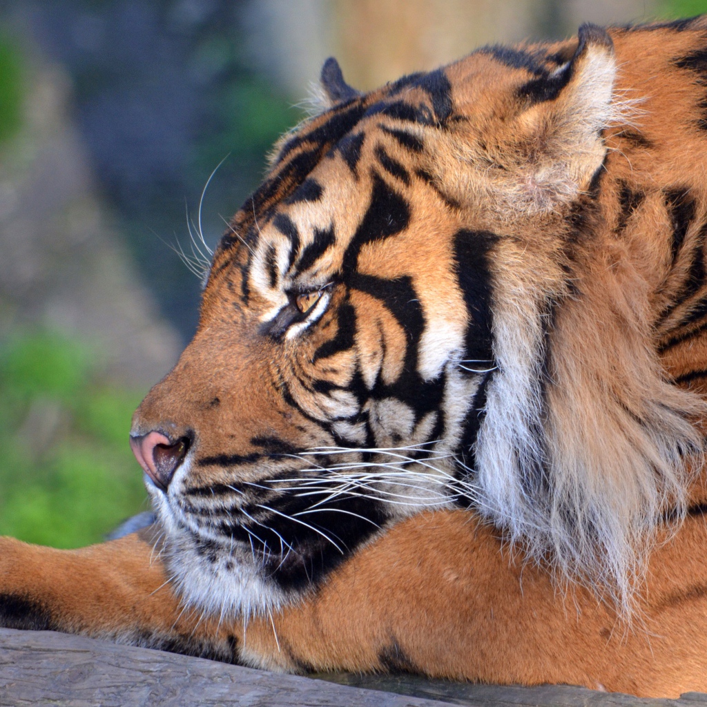 Большой грозный тигр лежит 