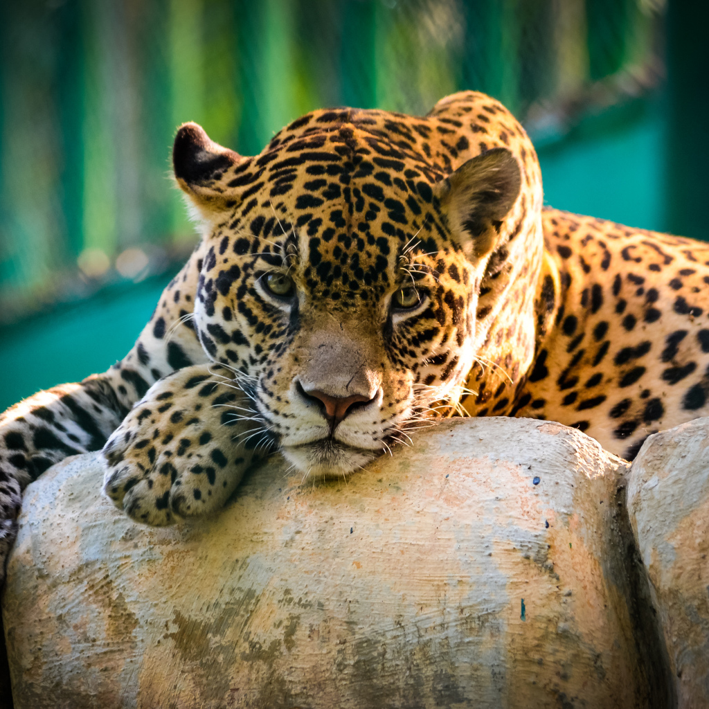 Большой пятнистый ягуар лежит на камнях в зоопарке