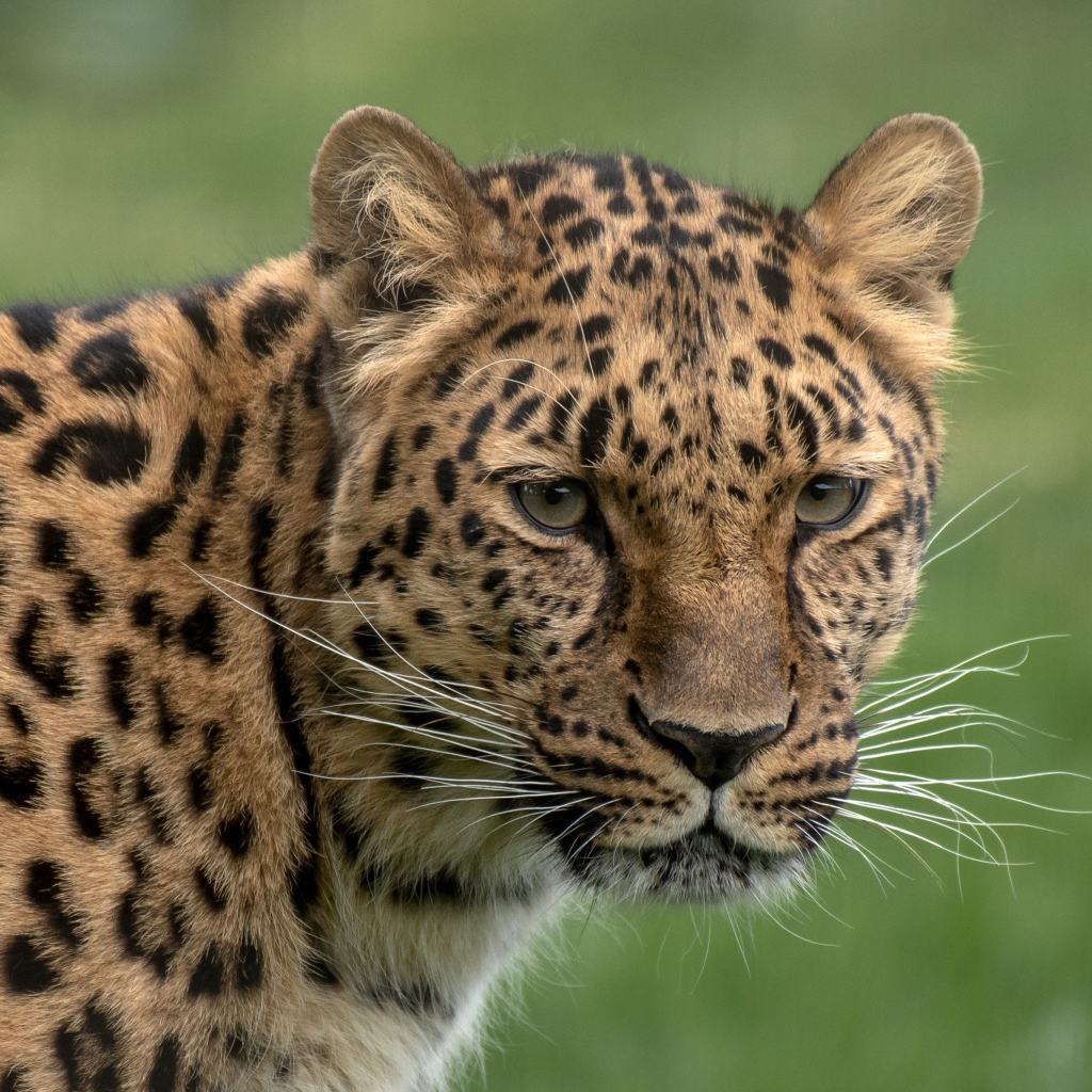 Большой пятнистый леопард крупным планом