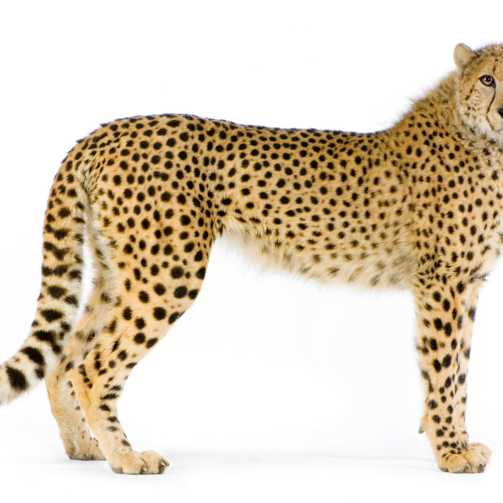 Большой пятнистый леопард на белом фоне