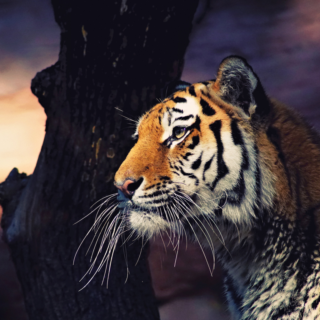 Большой полосатый тигр у дерева