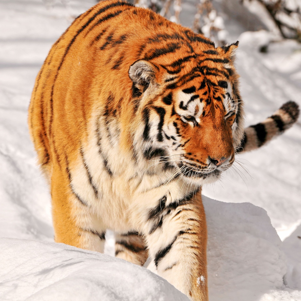 Большой полосатый тигр идет по снегу 