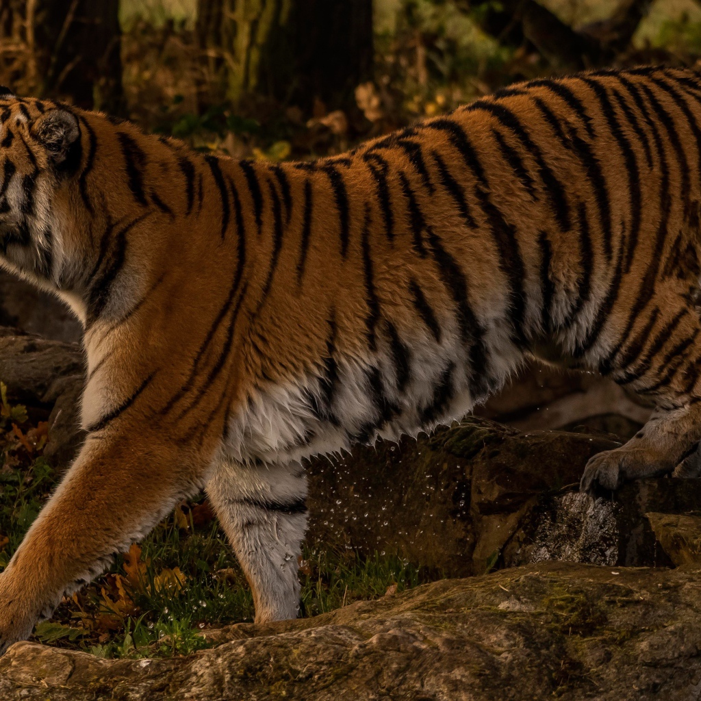 Большой мокрый тигр идет по камням