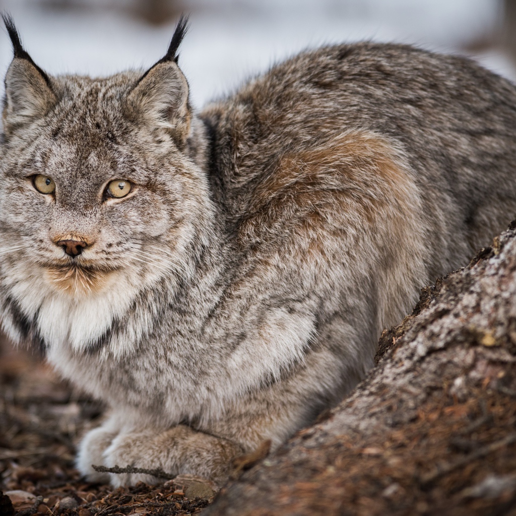 Большая дикая серая рысь у дерева