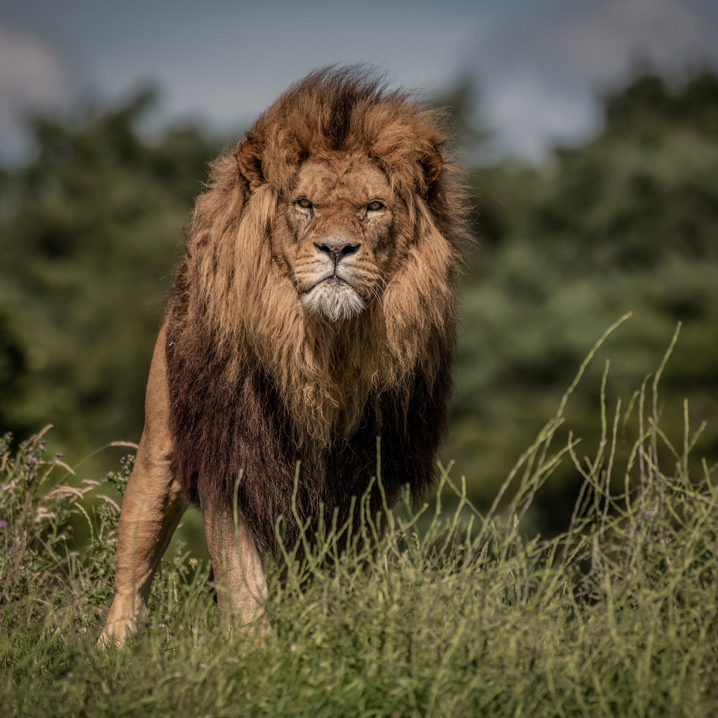 Свирепый лев в зеленой траве
