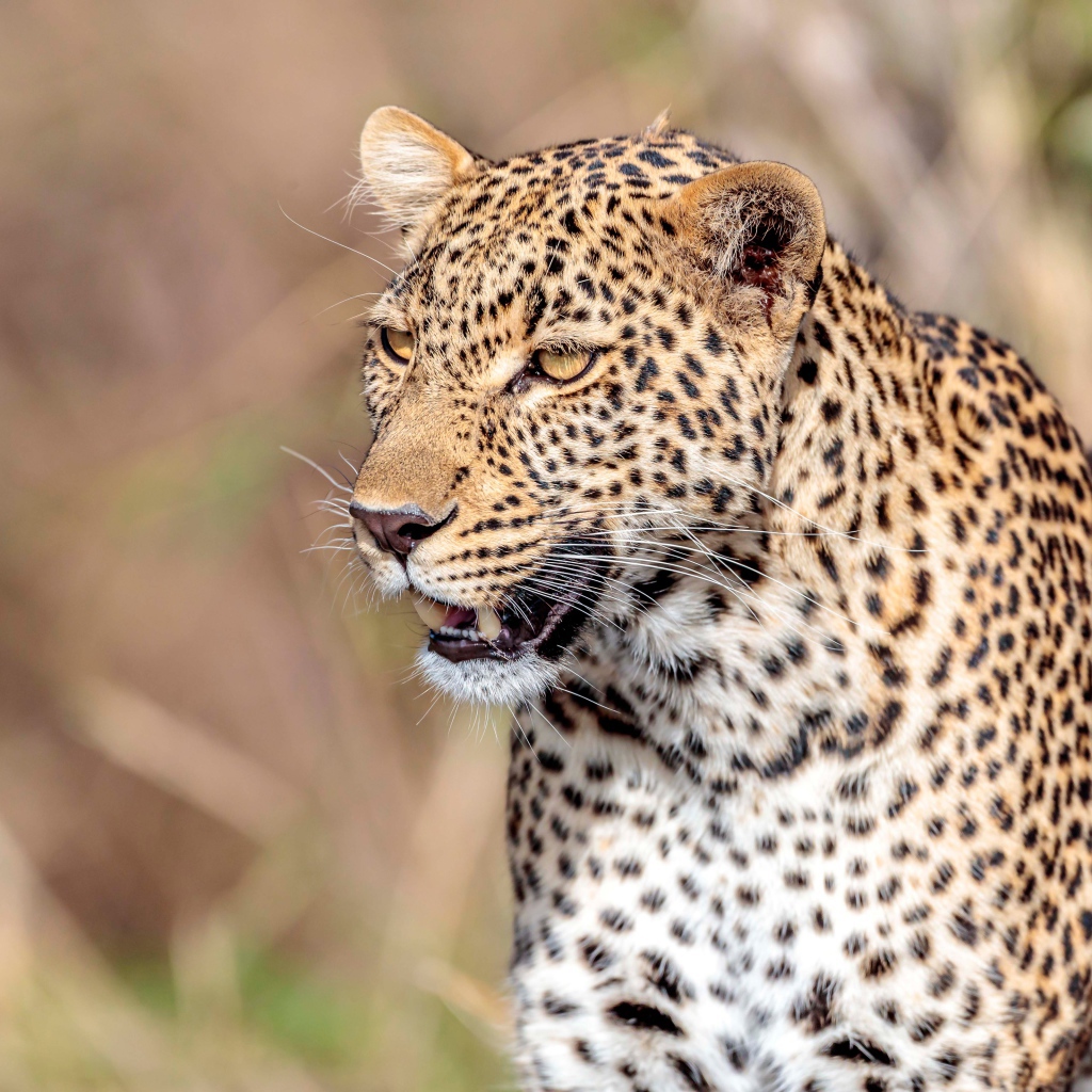 Большой пятнистый леопард с открытой пастью 