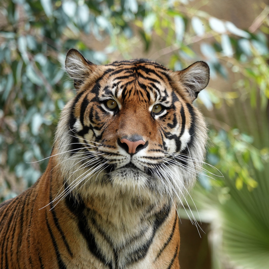 Большой полосатый амурский тигр 