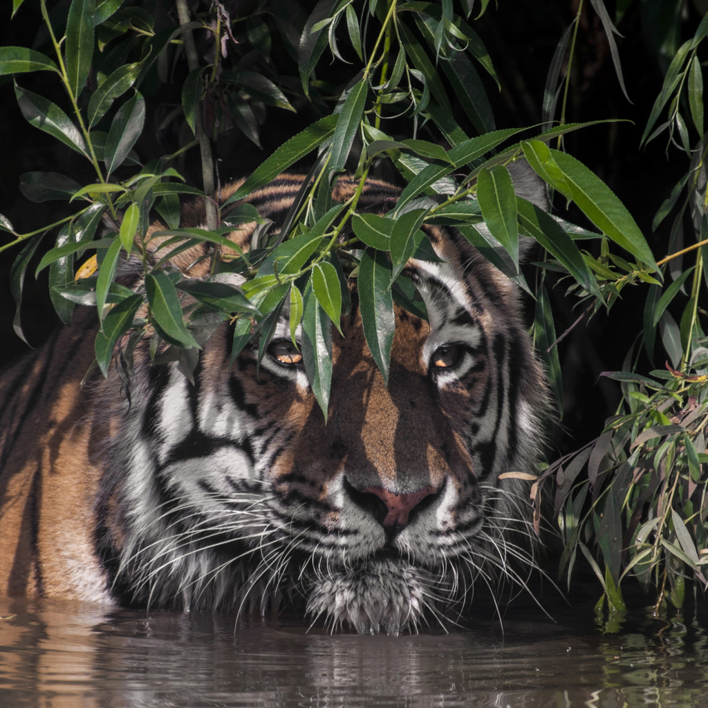 Большой полосатый тигр в воде в зеленых листьях