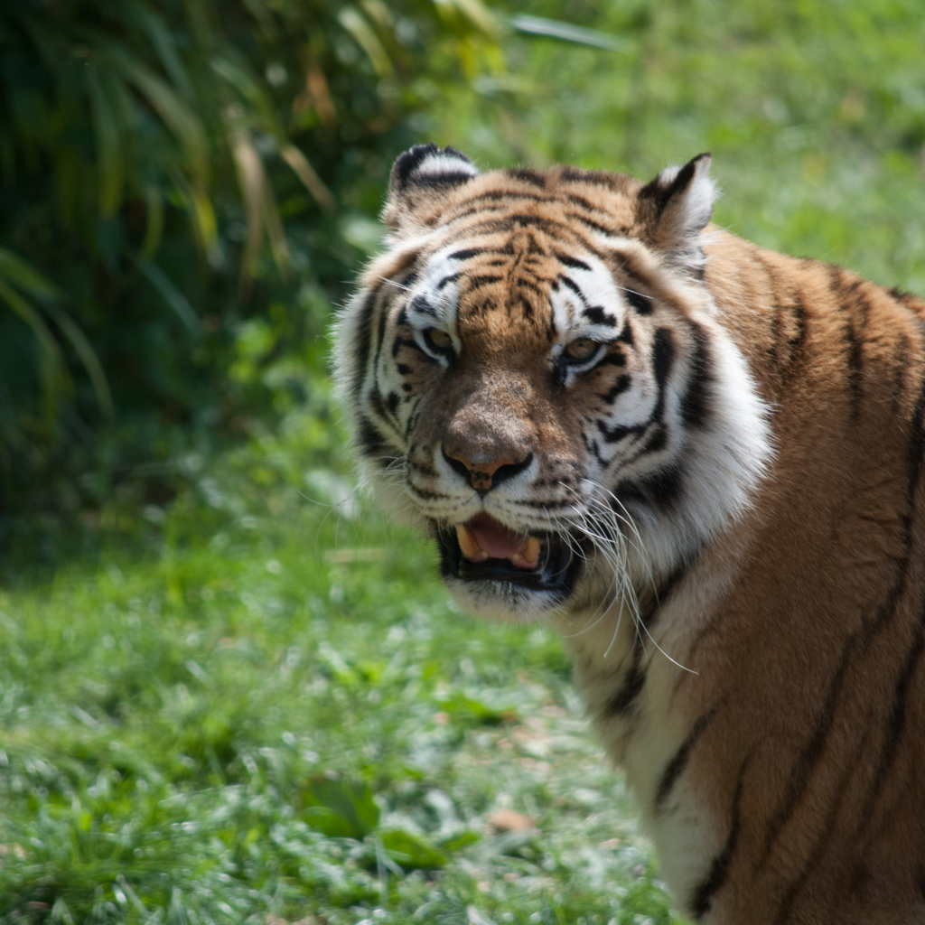 Большой полосатый тигр с острыми зубами