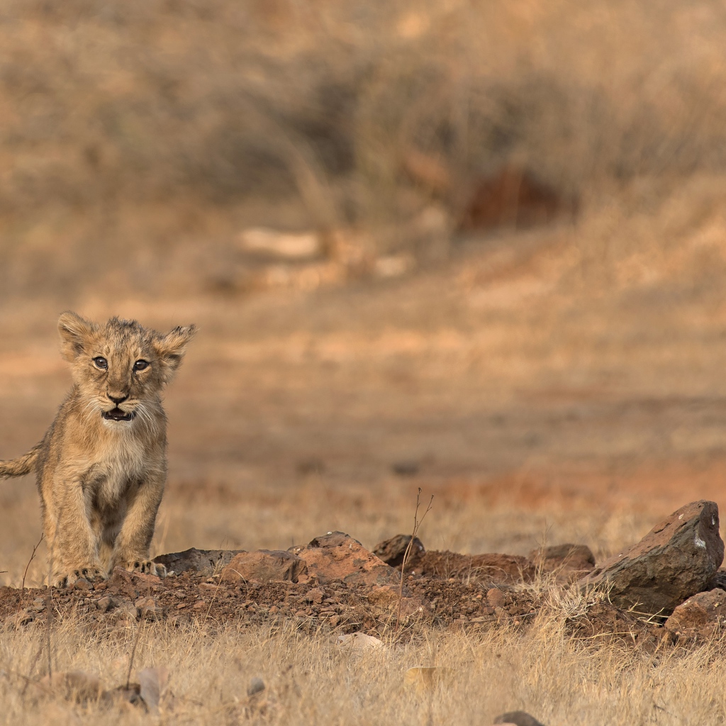 Маленький львенок в сухой саванне 