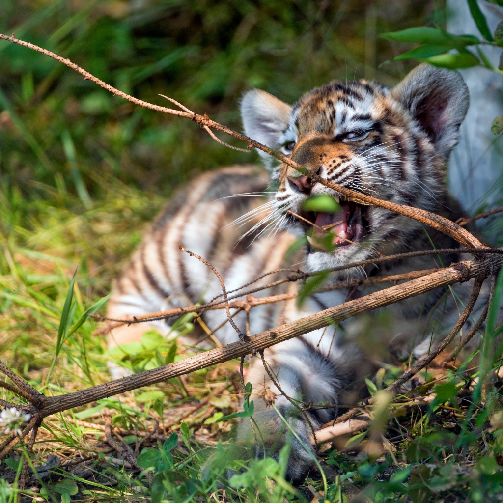 Маленький полосатый тигренок грызет ветку 