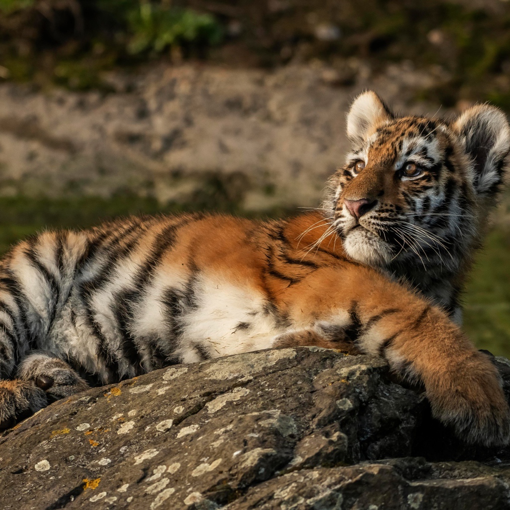 Маленький полосатый тигренок лежит на камне