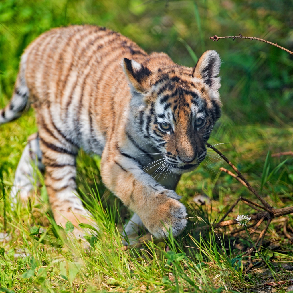 Маленький тигренок идет по зеленой траве
