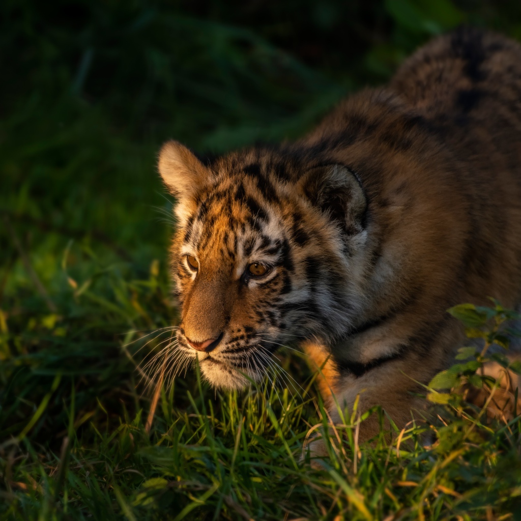 Маленький тигр крадется в зеленой траве