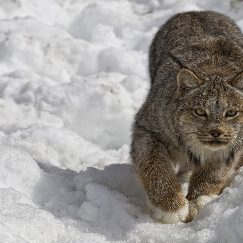 Рысь крадется по снегу зимой