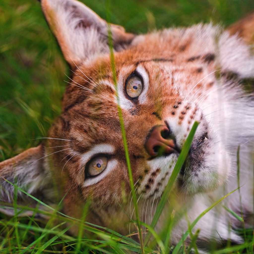 Морда рыси крупным планом на зеленой траве