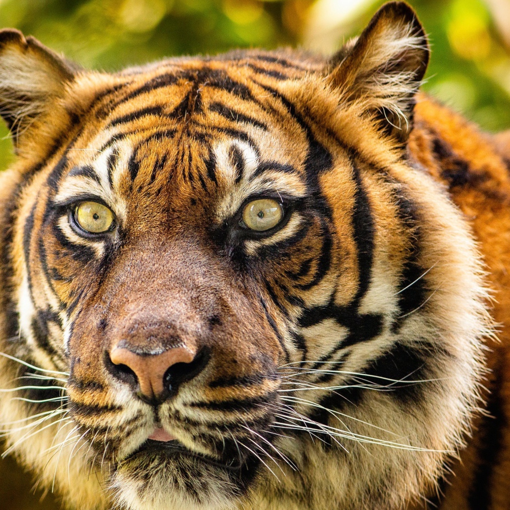 Морда большого полосатого тигра