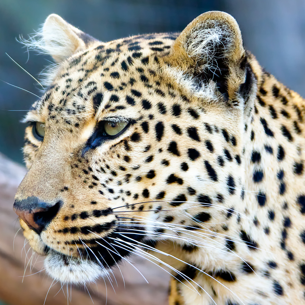 Морда пятнистого леопарда крупным планом