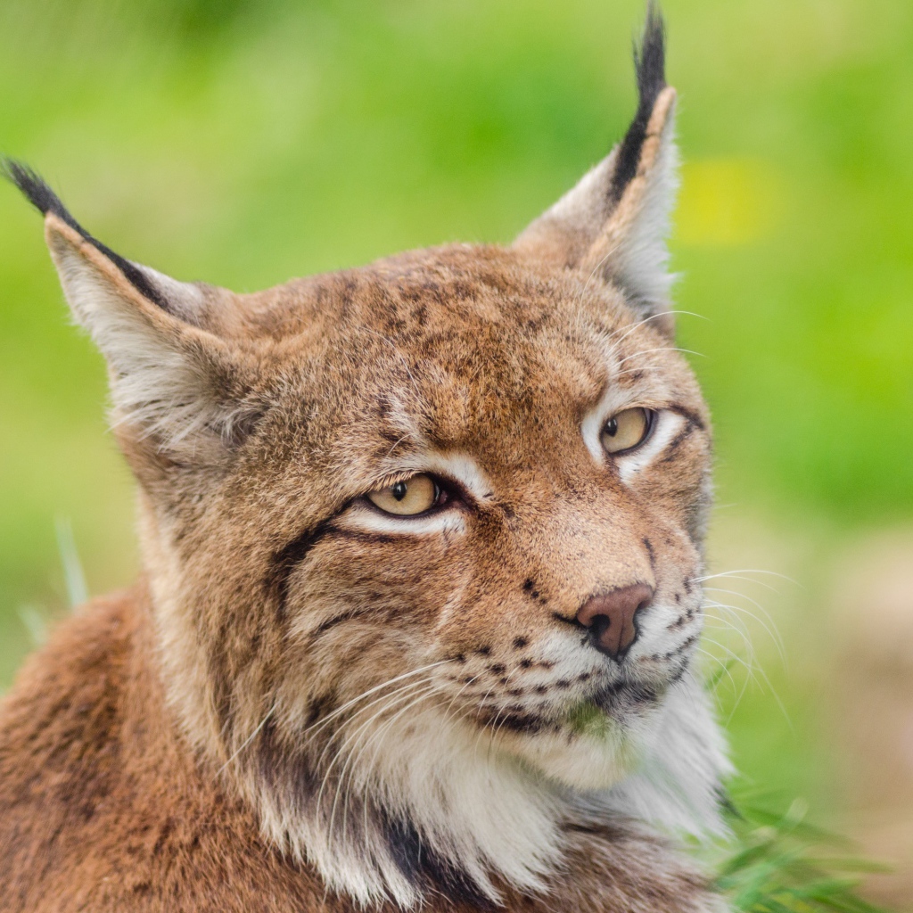 Грустная морда рыси крупным планом