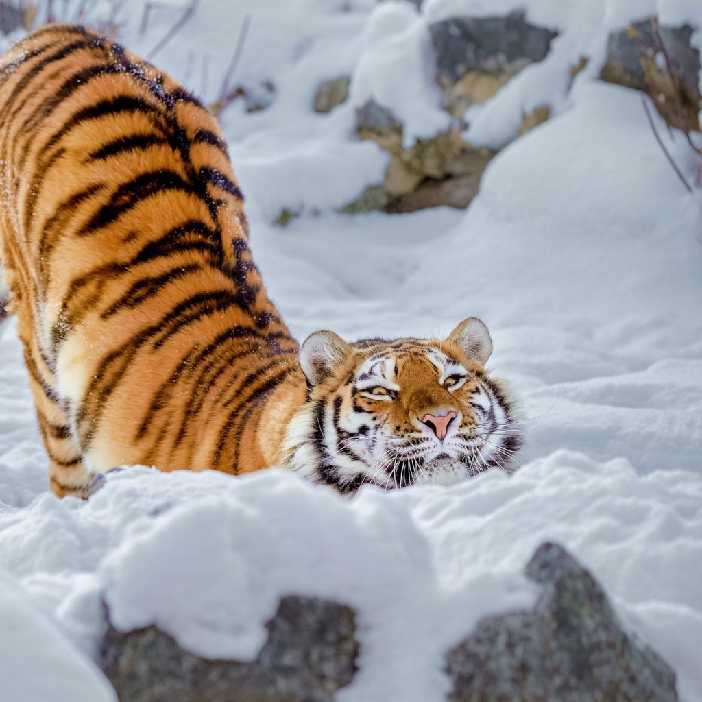 Довольный полосатый большой тигр в снегу 