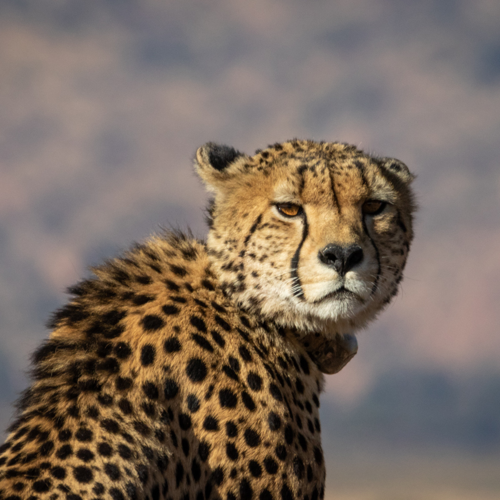 Пятнистый гепард на фоне неба