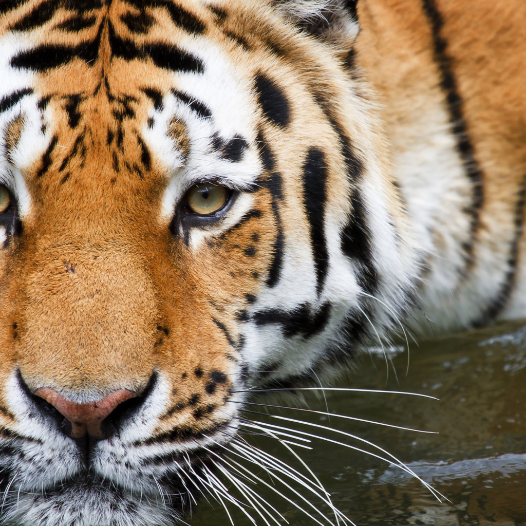 Полосатый тигр крупным планом в воде