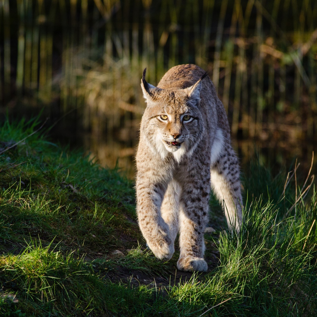 Грозная рысь идет по зеленой траве у воды