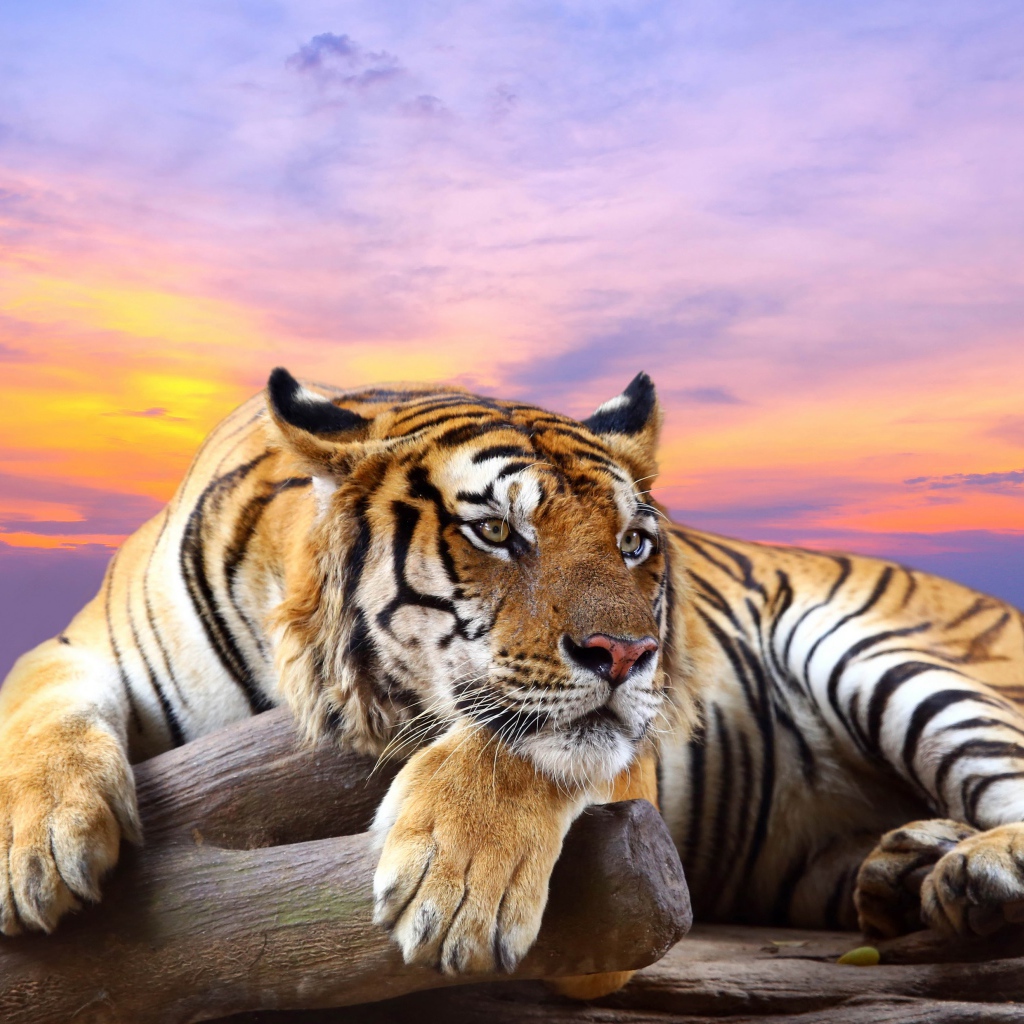 Полосатый тигр лежит сухом дереве на фоне красивого неба
