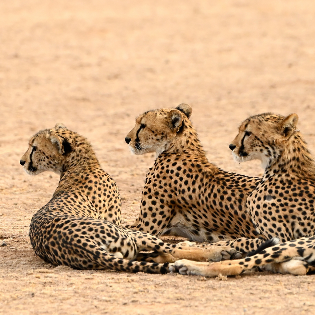 Три гепарда лежат на песке 