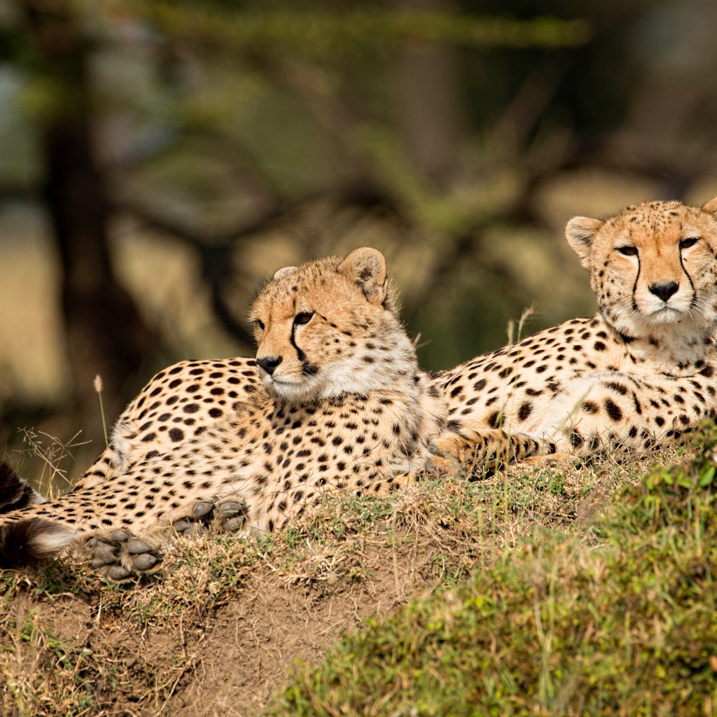 Три леопарда отдыхают на земле
