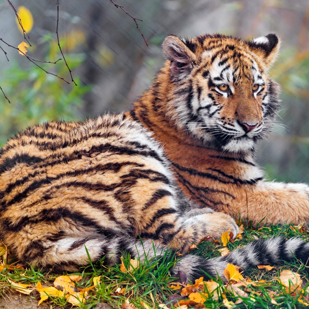 Тигр лежит на земле осенью 