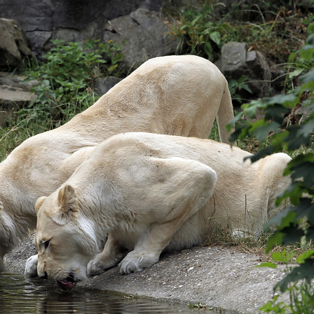 Две белые львицы у водопоя 