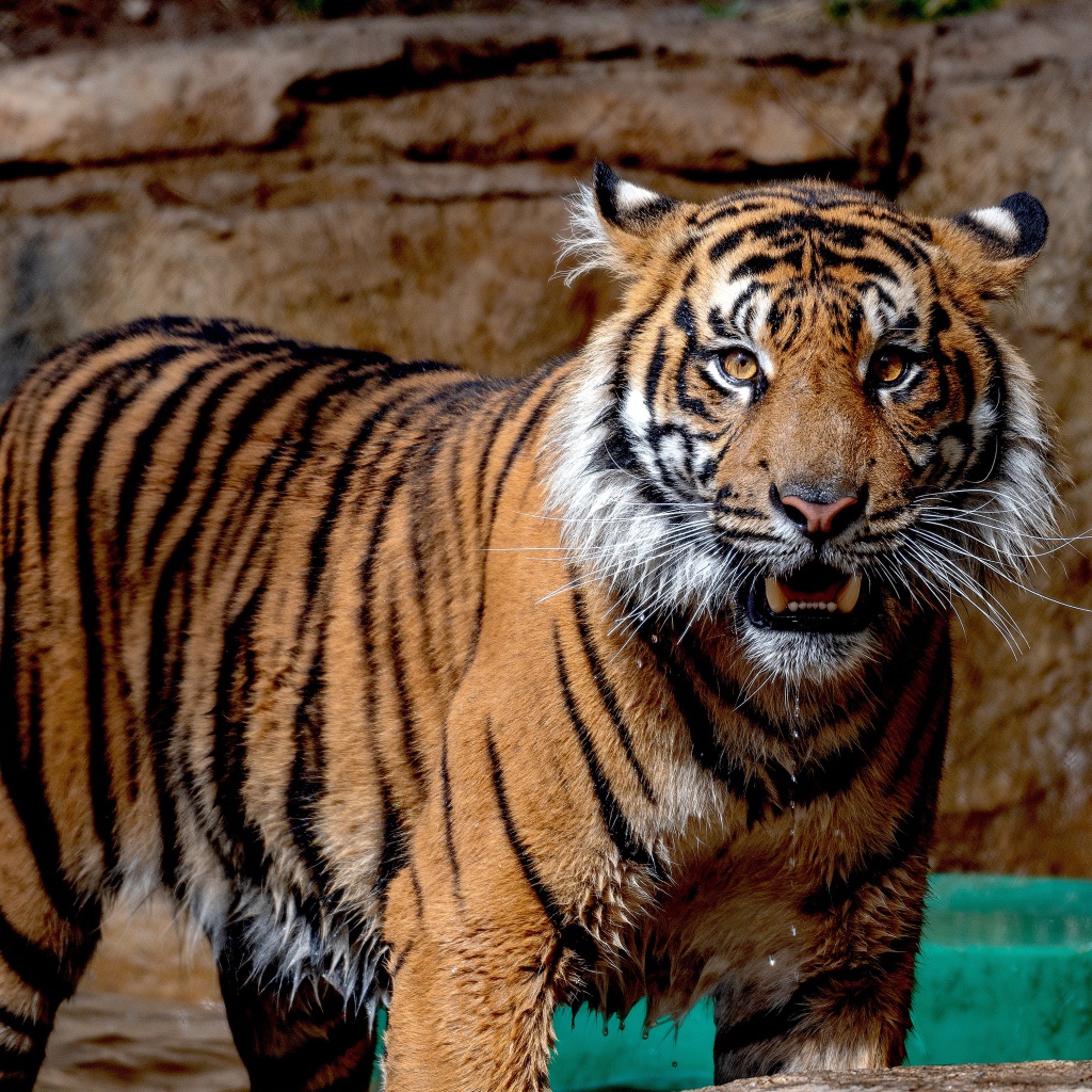 Мокрый Суматранский тигр в зоопарке