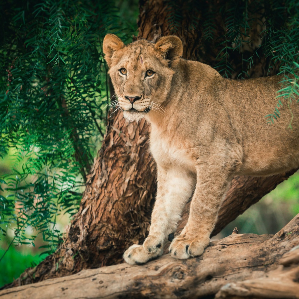 Молодая львица стоит на дереве 