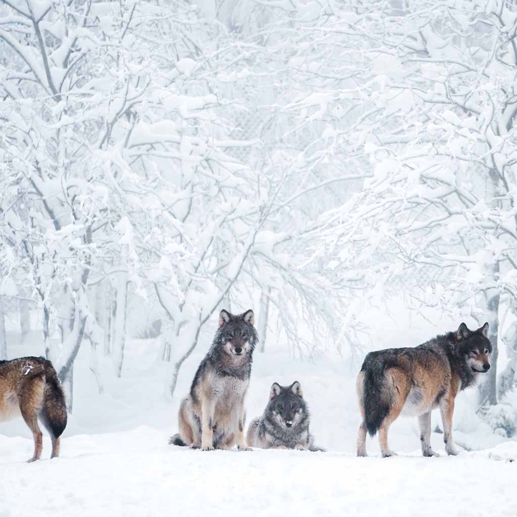 Стая хищных диких волков в зимнем лесу