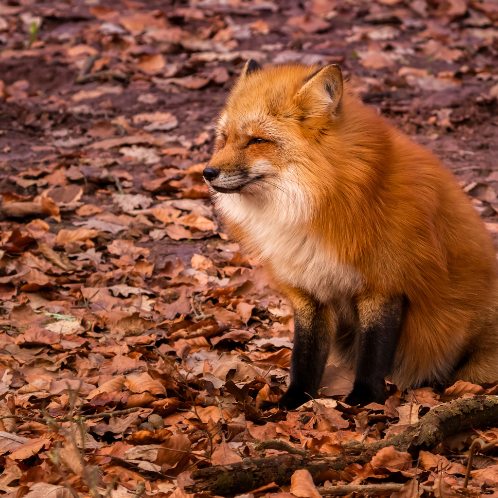 Довольная лиса сидит на сухой опавшей листве