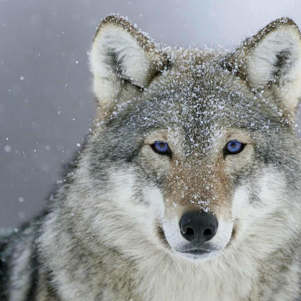 Серый голубоглазый волк с мордой в снегу