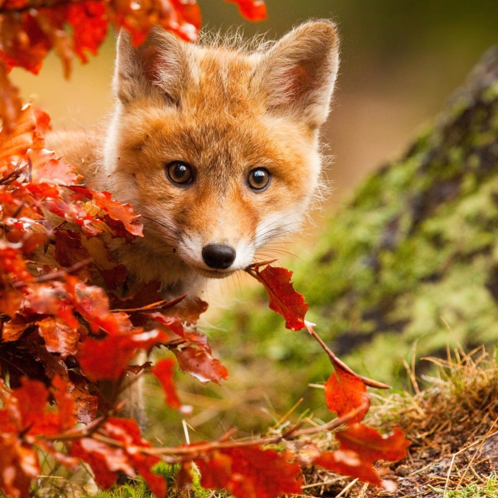 Маленький лисенок прячется в оранжевых листьях  осенью