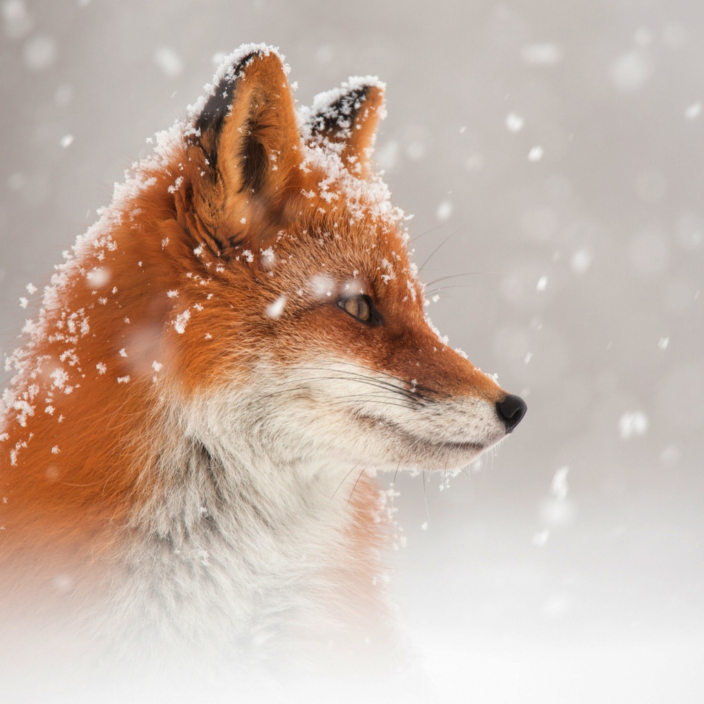 Red fox in the snow in winter