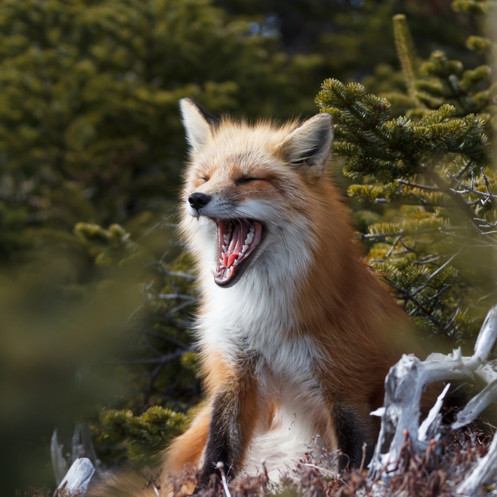Рыжая лиса зевает в лесу у ели
