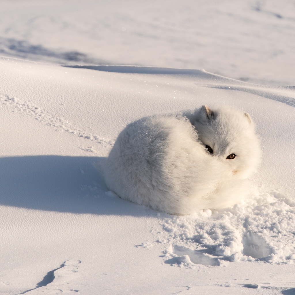 Белый пушистый песец лежит на снегу