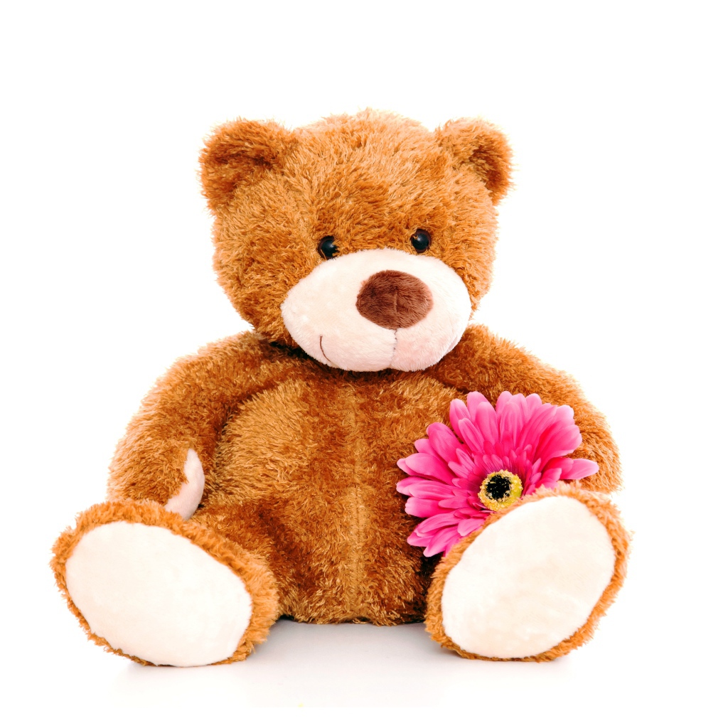 Плюшевый медведь с розовым цветком герберы на белом фоне