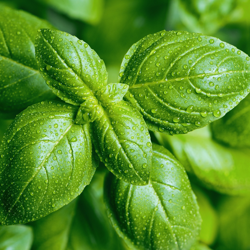 Зеленые листья базилика в каплях воды