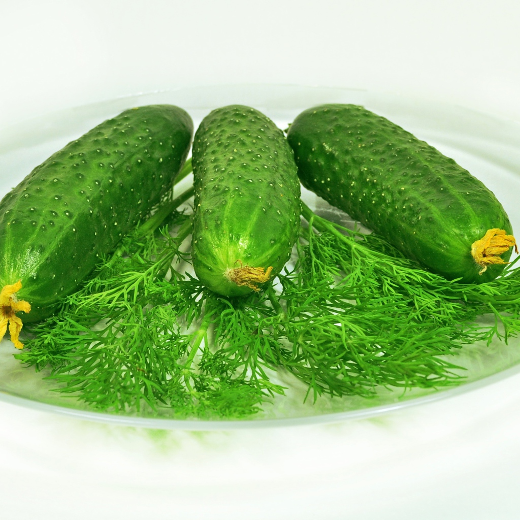 Зеленые огурцы лежат на белой тарелке с укропом 